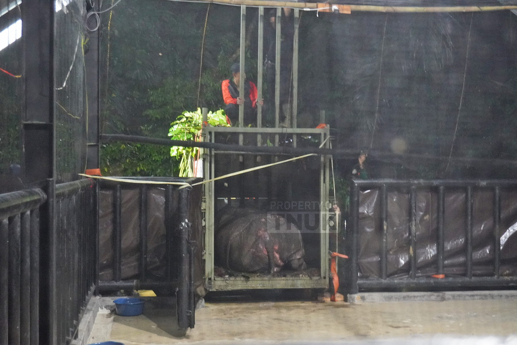 CR Badak Masuk Paddock.png