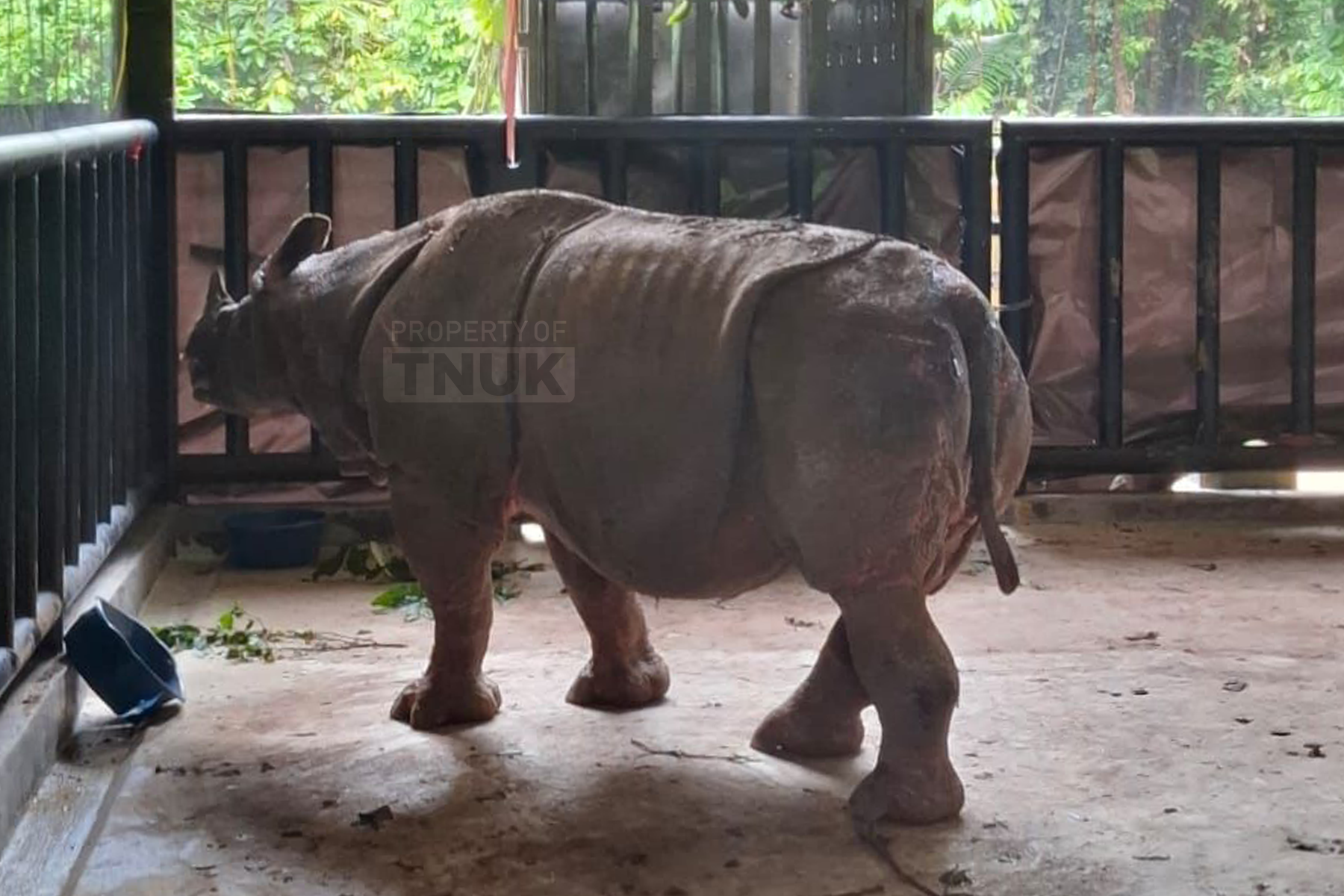 CR Badak Paddock.png