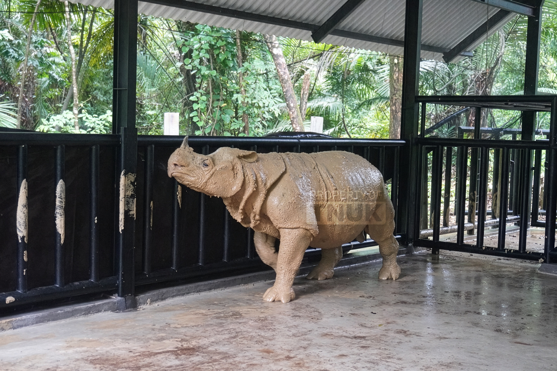 CR Musofa Paddock.png