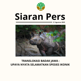 translokasi-badak-jawa-:-upaya-nyata-selamatkan-spesies-ikonik