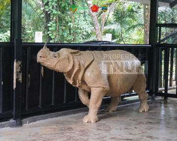 siaran-pers-|-musofa,-badak-jawa-pertama-yang-ditranslokasi,-tidak-dapat-diselamatkan-karena-penyakit-kronis-bawaan