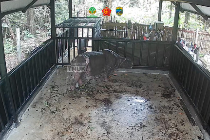 perawatan-intensif-dan-masa-habituasi-badak-jawa-musofa-di-kandang-rawat-jrsca,-taman-nasional-ujung-kulon