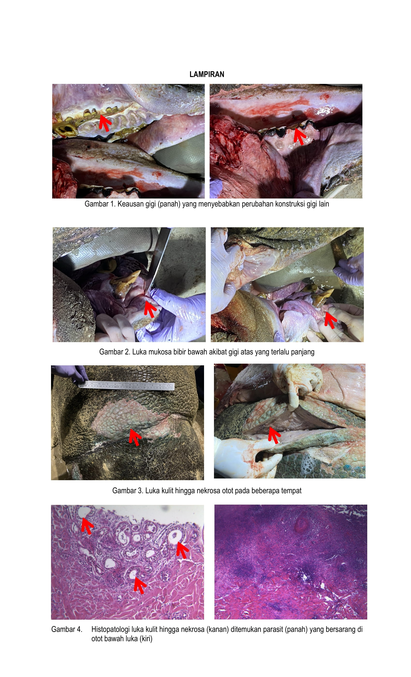Laporan Nekropsi Badak Jawa MUSOFA-BTNUK (1)-3.jpg