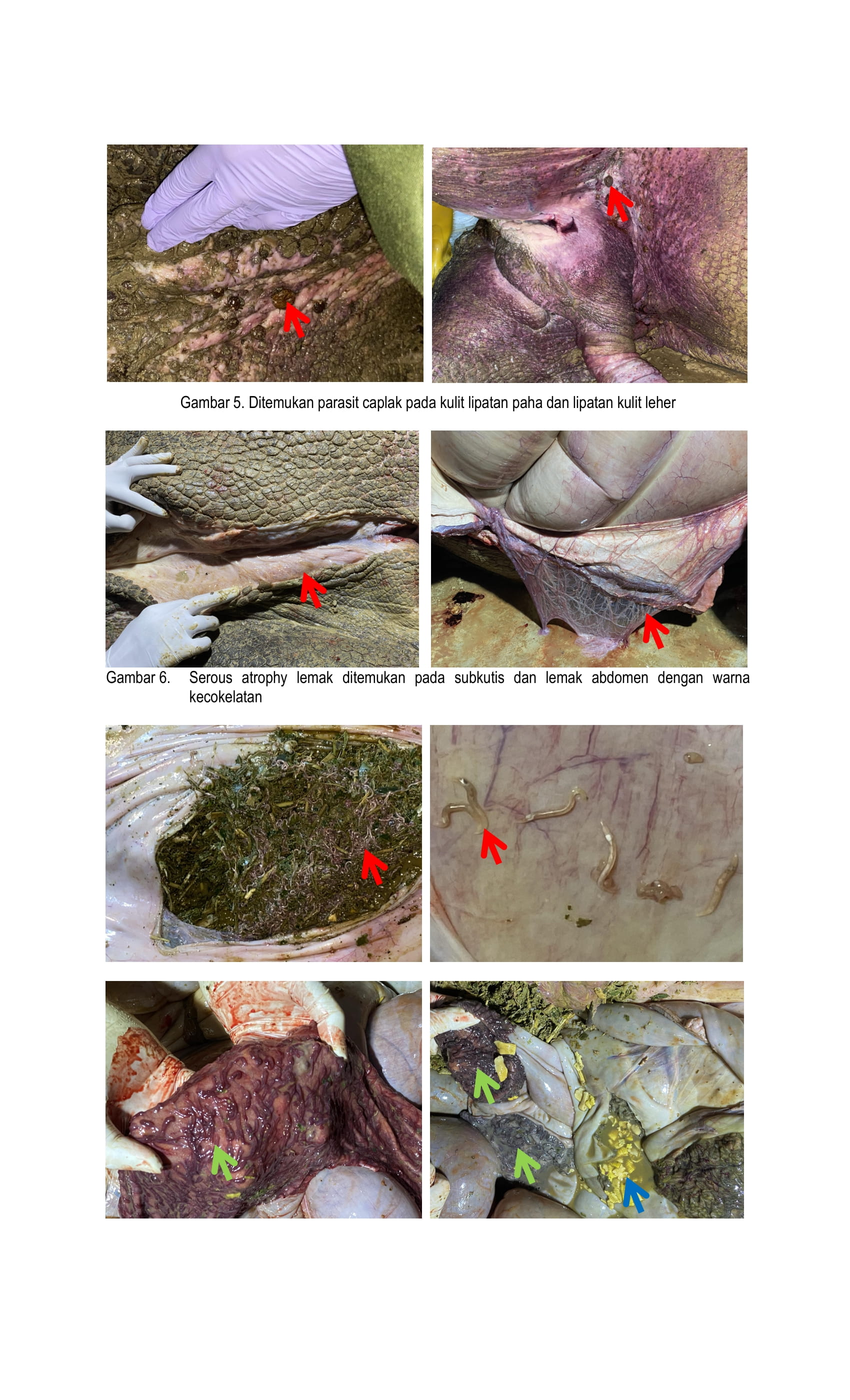 Laporan Nekropsi Badak Jawa MUSOFA-BTNUK (1)-4.jpg