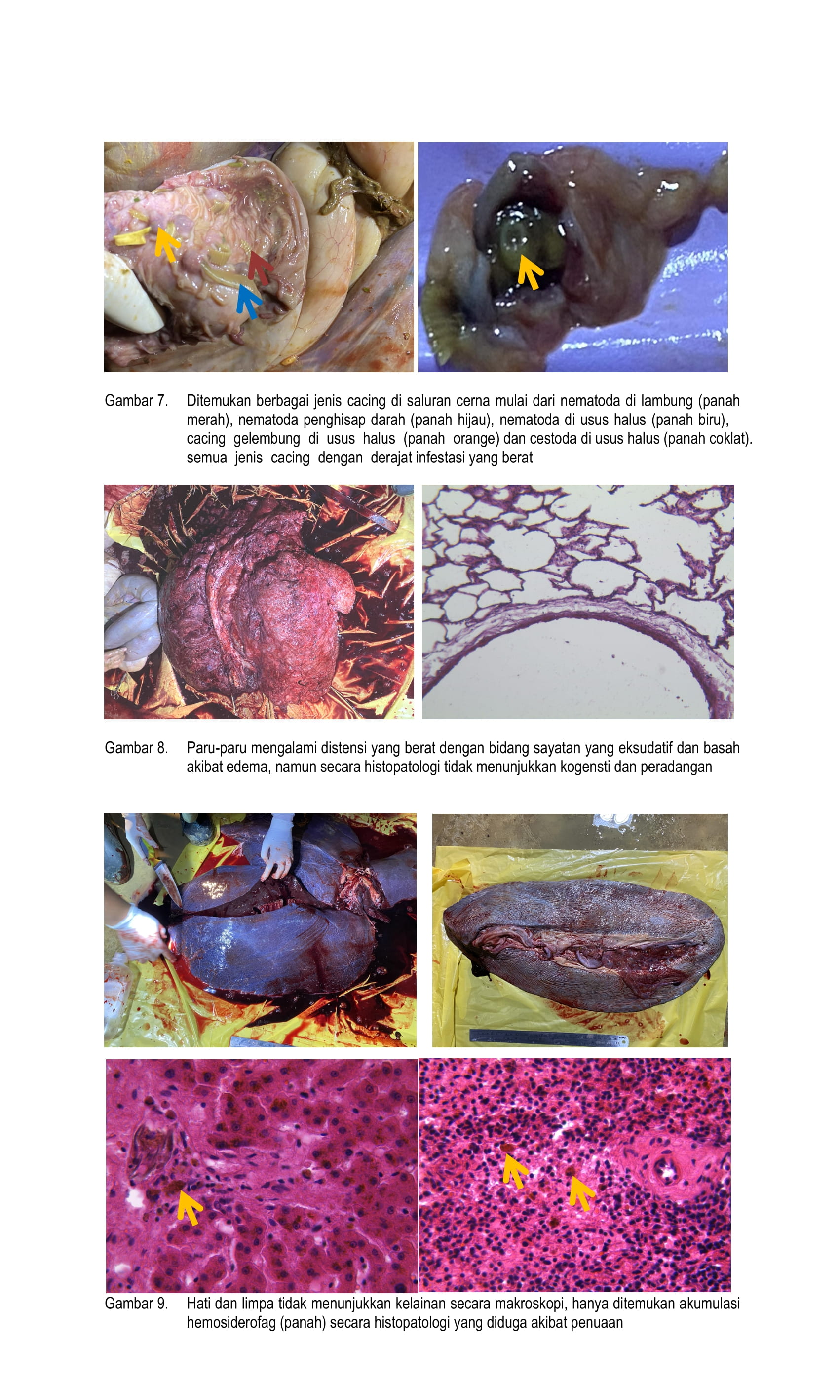 Laporan Nekropsi Badak Jawa MUSOFA-BTNUK (1)-5.jpg