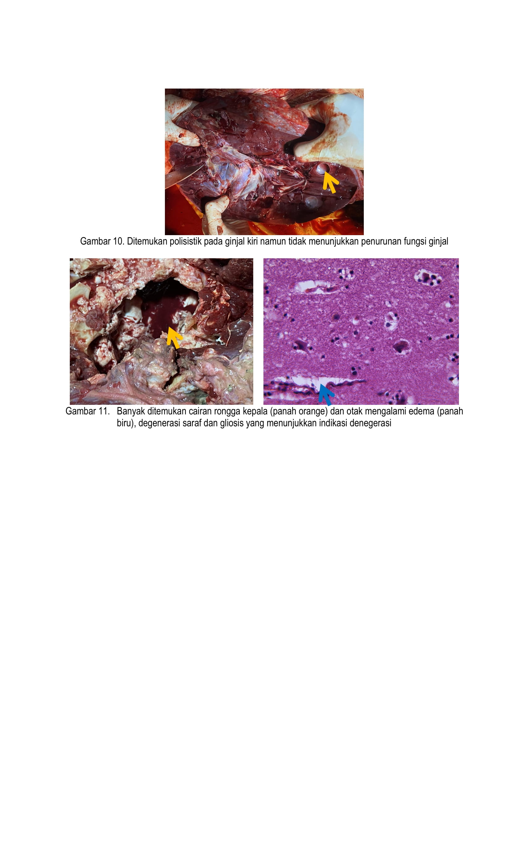Laporan Nekropsi Badak Jawa MUSOFA-BTNUK (1)-6.jpg